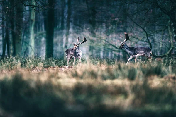 Fallow deer walking in forest. — Stock Photo, Image