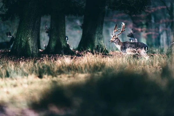 Jachère cerf marchant dans la forêt . — Photo