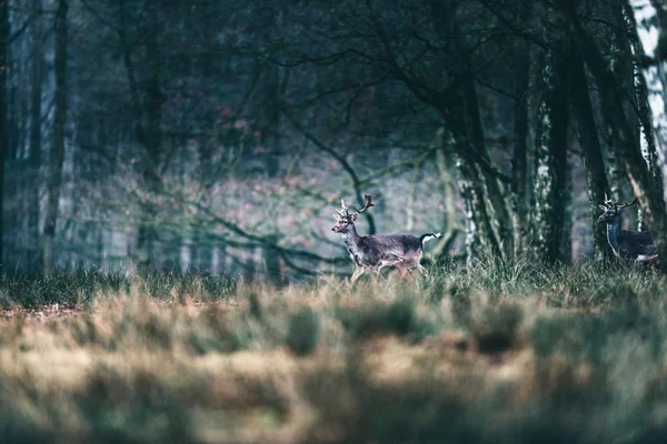 Jachère cerf marchant dans la forêt . — Photo