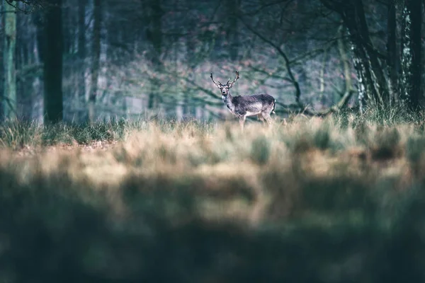 Fallow deer standing in meadow — Stock Photo, Image