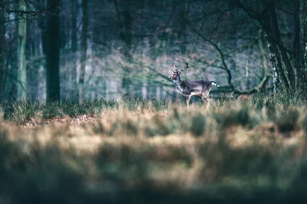 Veado raso caminhando na floresta . — Fotografia de Stock