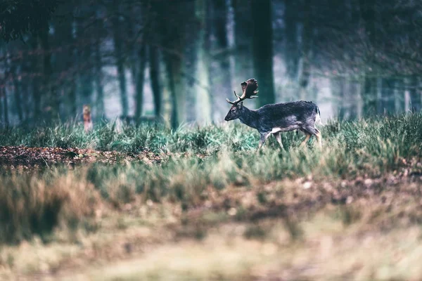 Fallow deer walking in forest. — Stock Photo, Image