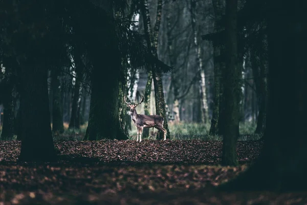 Alert fallow deer — Stock Photo, Image