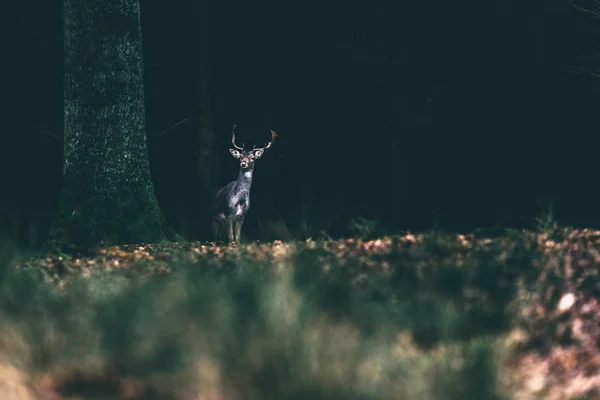 숲에 서 있는 사슴을 경작. — 스톡 사진