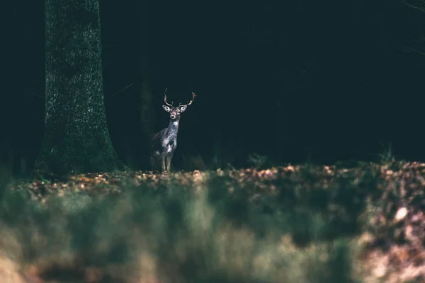 Damhirsche stehen im Wald. — Stockfoto