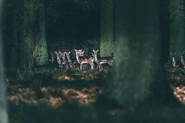 Alert herd of fallow deer in forest — Stock Photo, Image
