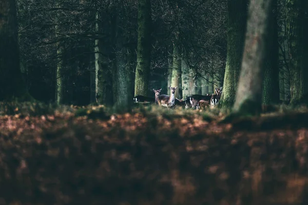 Alert flock dovhjort i skogen — Stockfoto