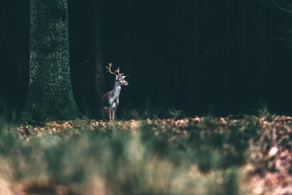 Fallow deer standing at forest. — Stock Photo, Image