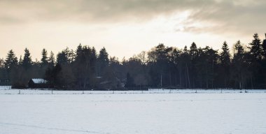 Karanlık çam ormanıyla manzara