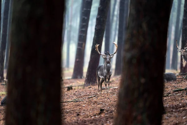 Cervo incolto nei pini pluviali — Foto Stock