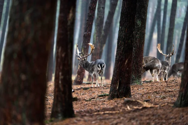 Rebanho de veados em pousio na floresta . — Fotografia de Stock