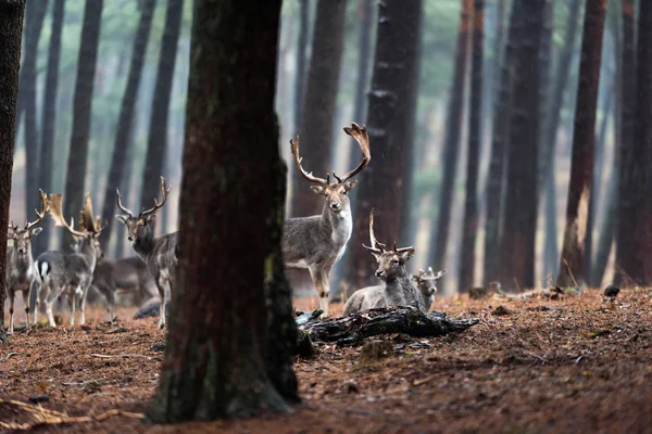 Troupeau de daims en forêt . — Photo