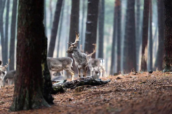 Стадо палких оленів у лісі . — стокове фото