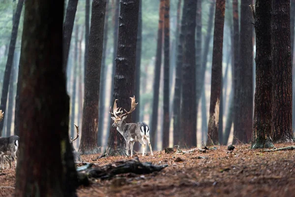 Группа оленей в лесу . — стоковое фото