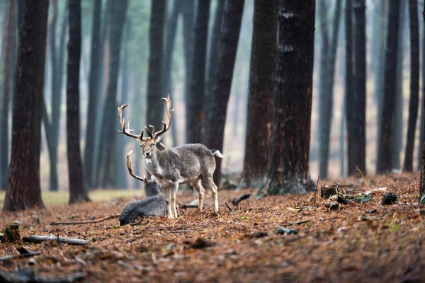 Groupe de daims en forêt . — Photo