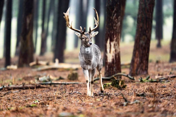 Single deer standing in forest. — Stock Photo, Image