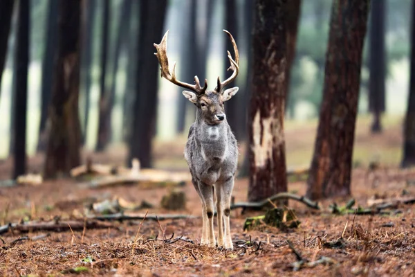 Veado único em pé na floresta . — Fotografia de Stock