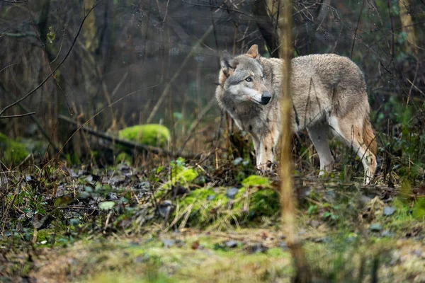 Eenzame wolf in bos — Stockfoto