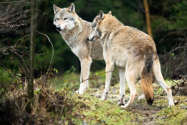 Twee wolven in het bos. — Stockfoto