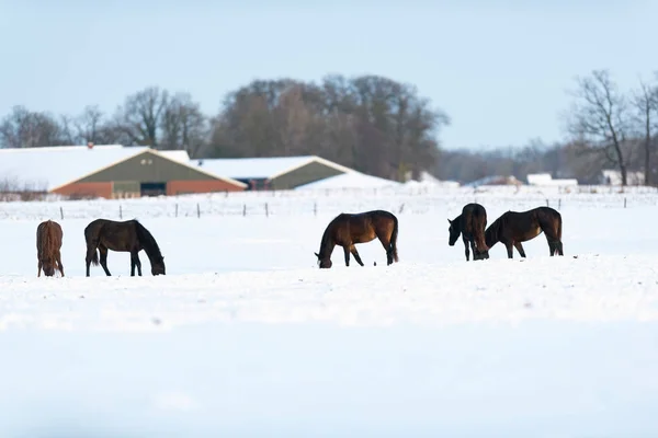 Pâturage de chevaux dans les terres agricoles . — Photo