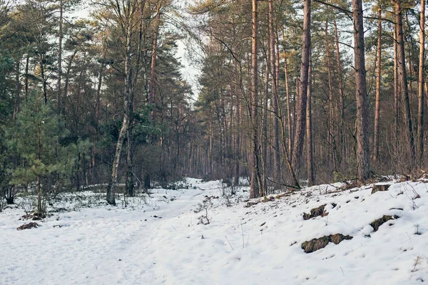 Borový les zasněžení — Stock fotografie