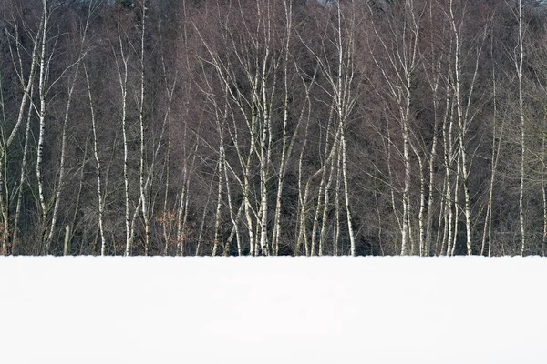 白樺並木 — ストック写真