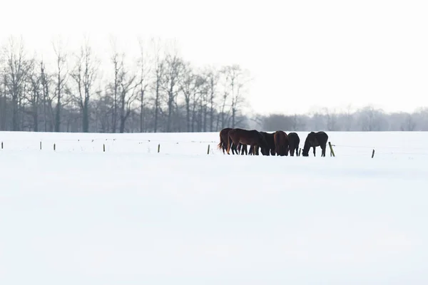 Troupeau de chevaux debout dans la neige . — Photo