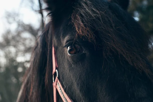 Øye med svart hest – stockfoto