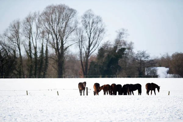 Troupeau de chevaux debout dans la neige . — Photo