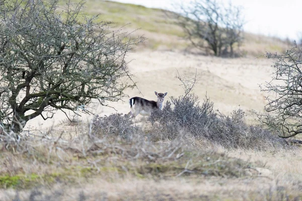 Herten kalf staande achter struiken — Stockfoto