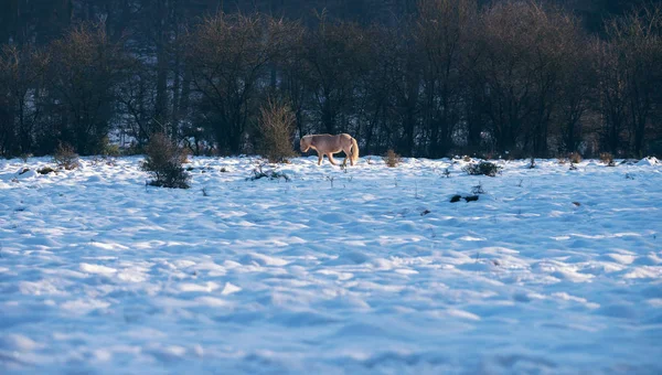 茶色の冬の風景のポニー — ストック写真