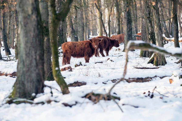 Stado bydła highland w forst — Zdjęcie stockowe