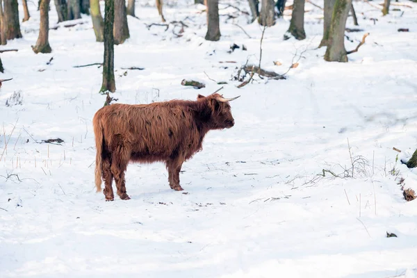 Vache des Highlanders dans la forêt — Photo