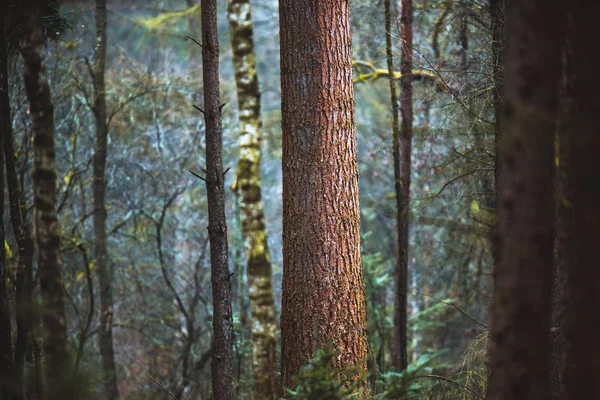 Grandi alberi tronco di pini — Foto Stock
