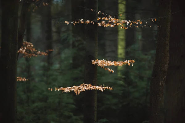 Brown pozostawia w ciemnym lesie. — Zdjęcie stockowe