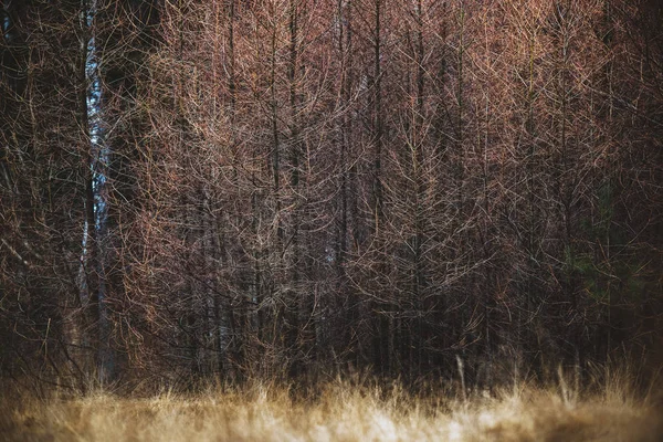 Řady hnědých barevných stromů — Stock fotografie