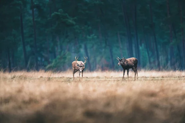 Herten staande in bos weide. — Stockfoto