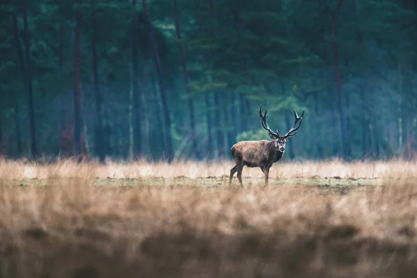 Cervo in piedi foresta prato . — Foto Stock