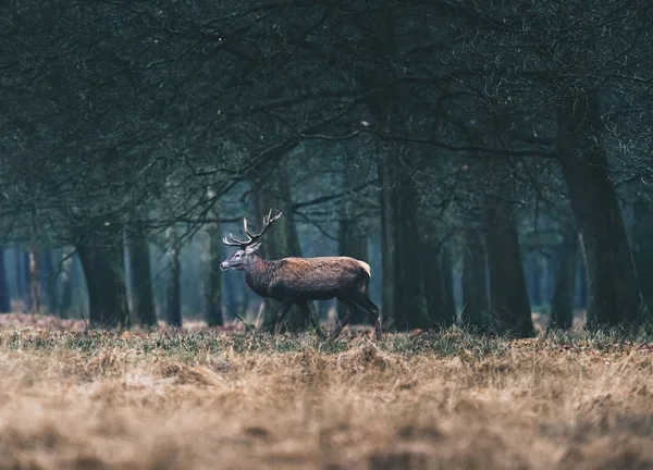 Cervo in piedi foresta prato . — Foto Stock