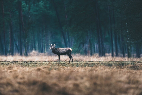 Deer standing forest meadow.