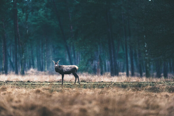 Deer standing forest meadow.