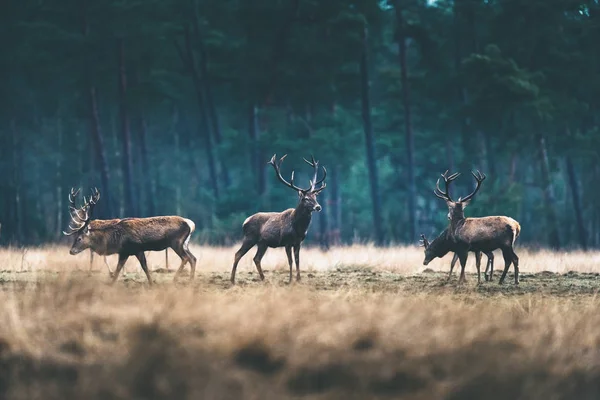 Ciervos de pie en el prado forestal . — Foto de Stock