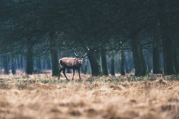 Jelen stojící Lesní palouk. — Stock fotografie