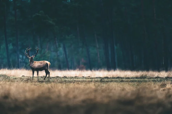 Jeleń stojący lasu łąka. — Zdjęcie stockowe