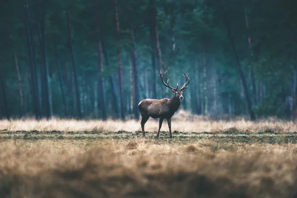 Deer standing forest meadow. — Stock Photo, Image