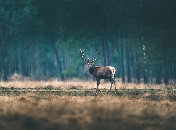 Deer standing in forest meadow — Stock Photo, Image