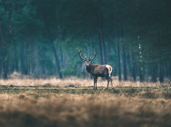 deer standing in forest meadow