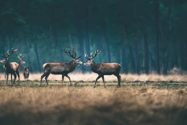 Veados em pé no prado da floresta . — Fotografia de Stock