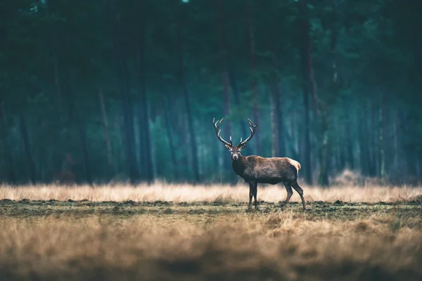 Rehe stehen auf Waldwiese — Stockfoto