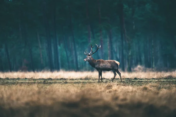 Deer standing in forest meadow — Stock Photo, Image